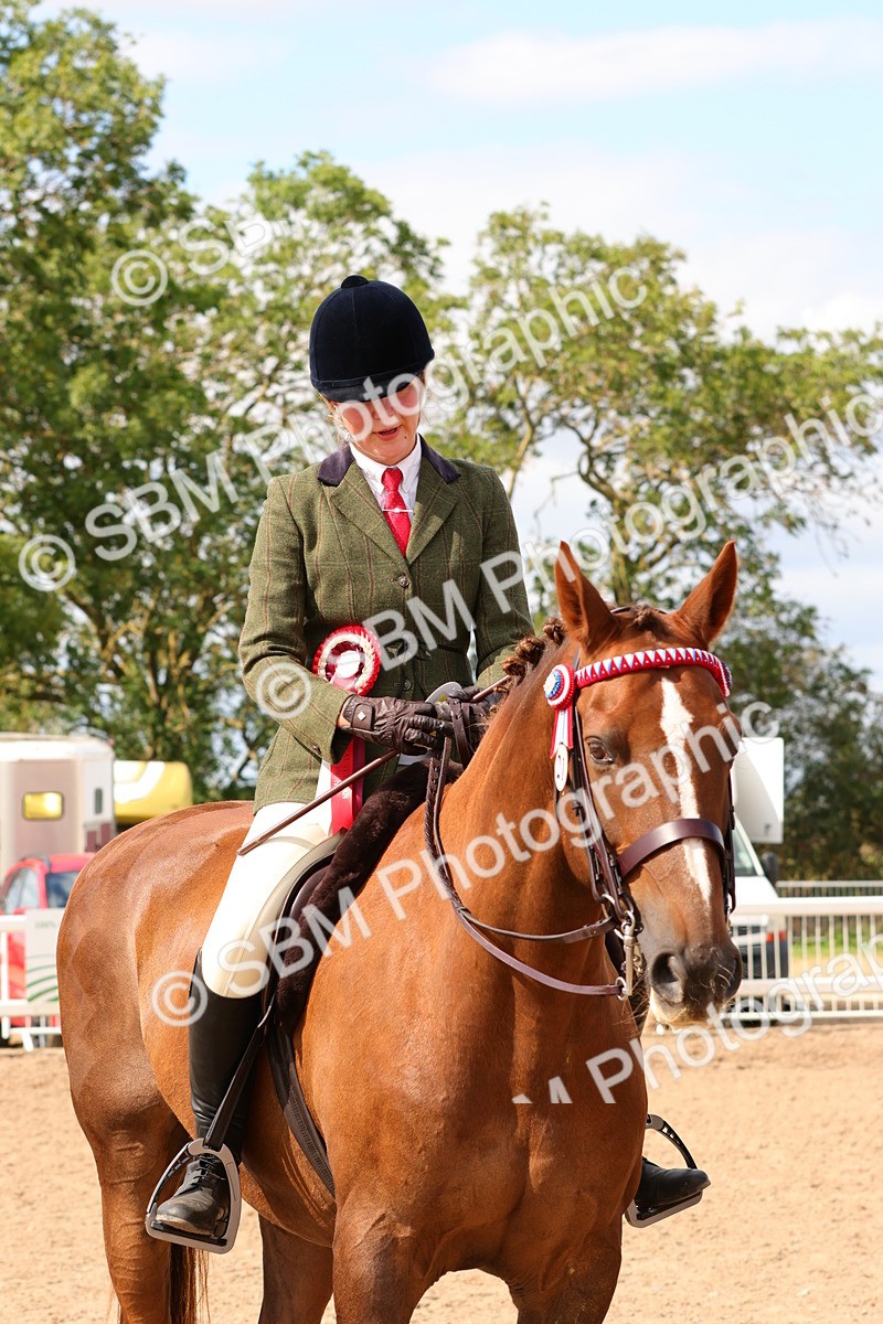 SBM_14170 - Class 213 - Ridden Hack Riding Horse