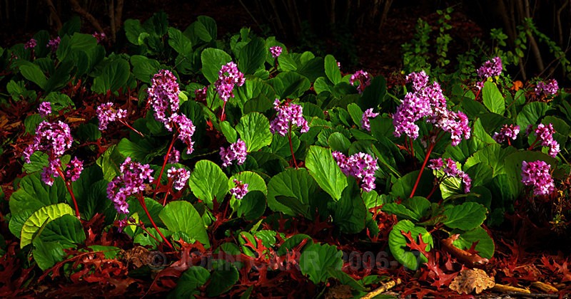 Pinks & Greens3-5748 - TREES, FLOWERS AND PLANT PHOTOS