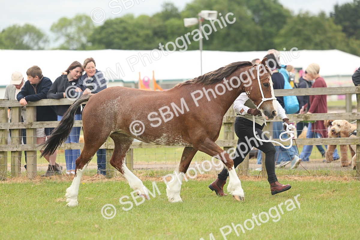 SBM_02385 - Class 50-57 - M&M Welsh Pony In Hand