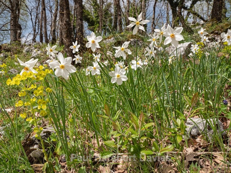 Pheasant's eye (Narcissus poeticus) also known as Poet's narcissus with wood spurge (Euphorbia amygdaloides) - Gargano - Flowers in the Landscape