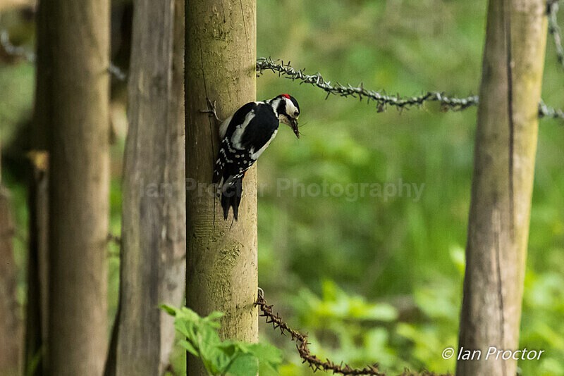 The Busy Parent - Great Spotted Woodpecker 2 of 6 - Nature