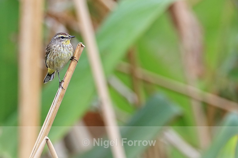 Palm Warbler perched, Harns Marsh, Florida - Palm Warbler