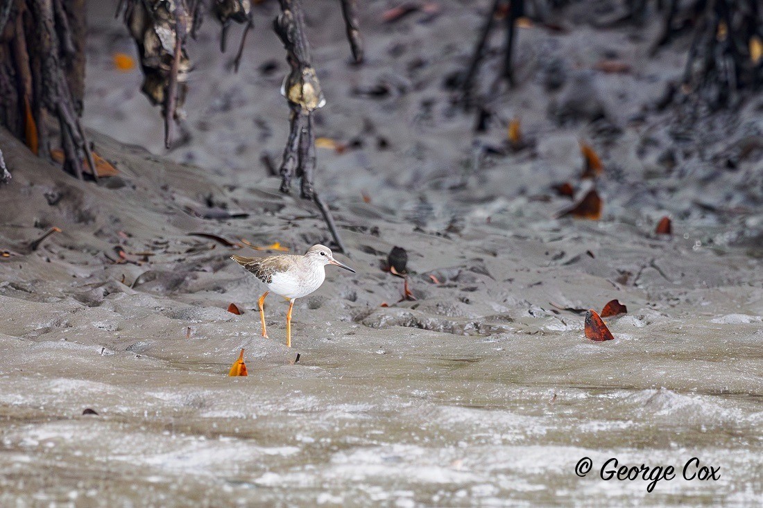 Redshank - Gambia 2025