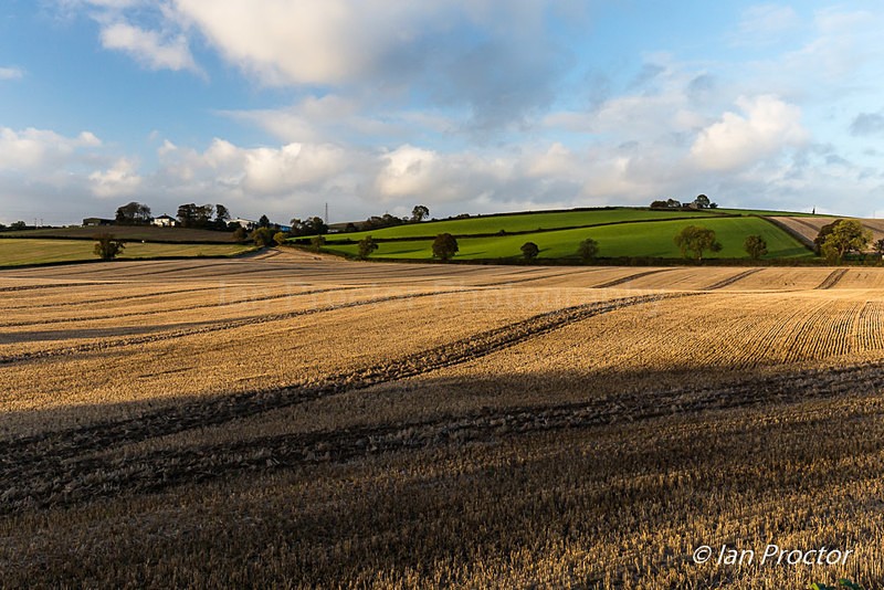 The Harvested Field - Nature