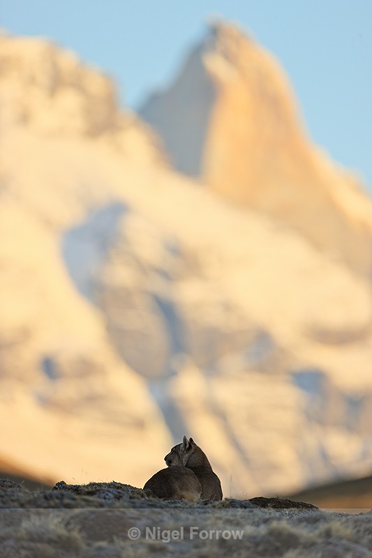 Puma Petaca and sunlit Torres Sur, Torres del Paine, Chile - Puma