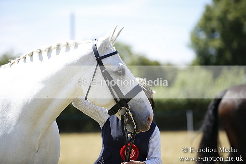 _C7A0167 - In Hand Championship BVRC Show 2018