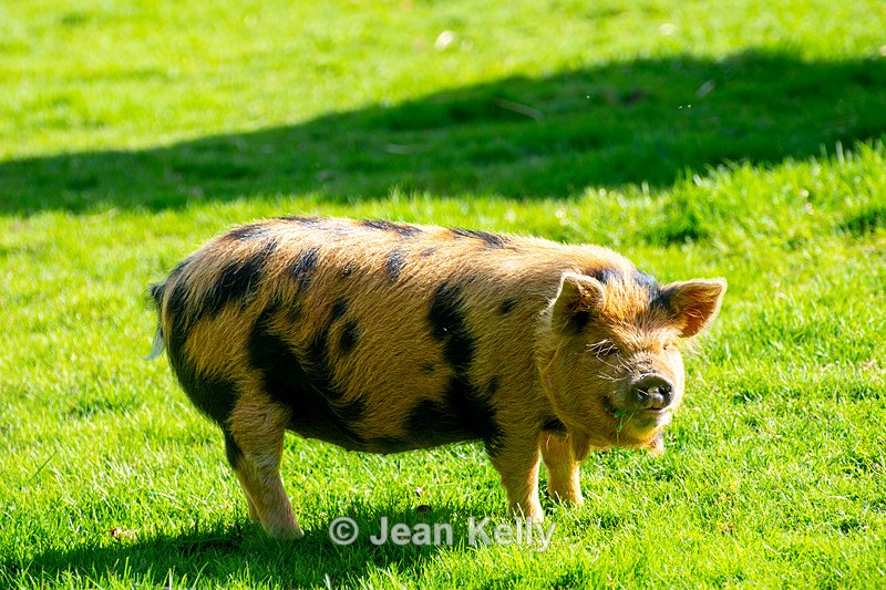 Kunekune Pig - DSC_5358 - Pigs and Sheep