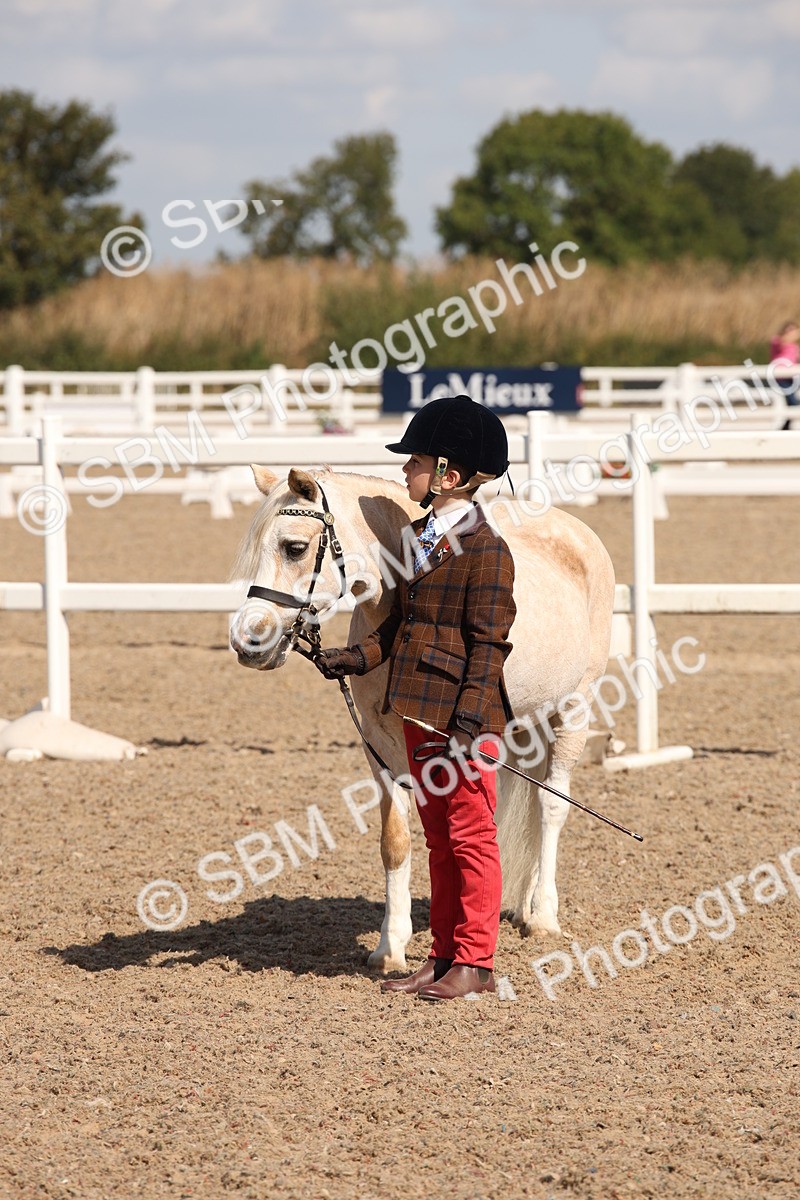 SBM_03023 - Class 17 Prettiest Mare IH or Ridden