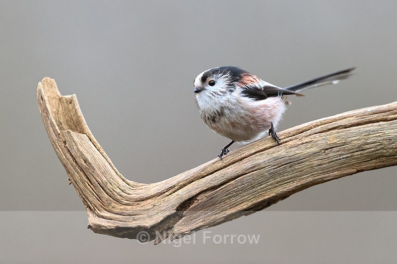 Long-tailed Tit perched, Otterbourne, Hampshire - Long-tailed Tit