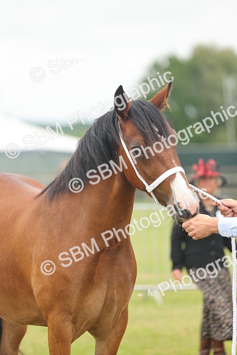 SBM_04838 - Class 50-57 - M&M Welsh Pony In Hand