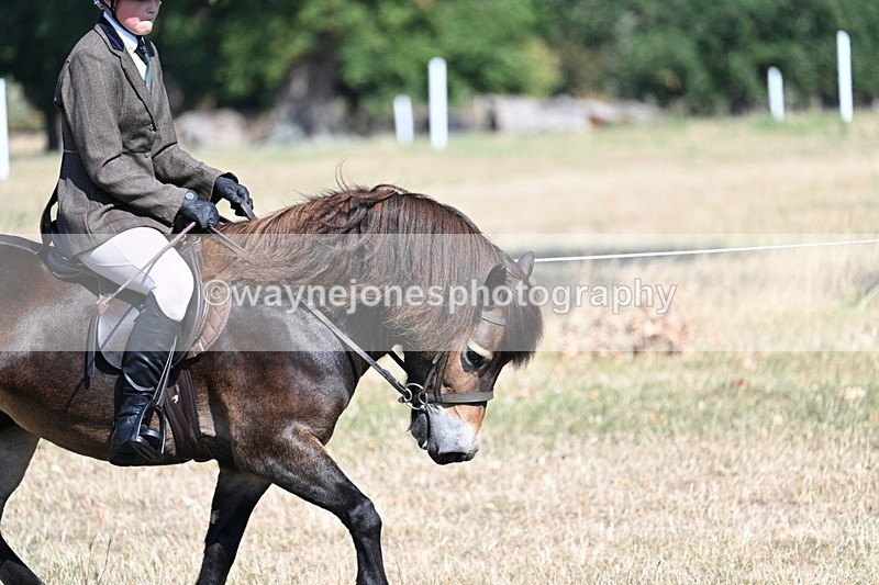 WJ7_3481 - Class 9 Mountain & Moorland Ridden