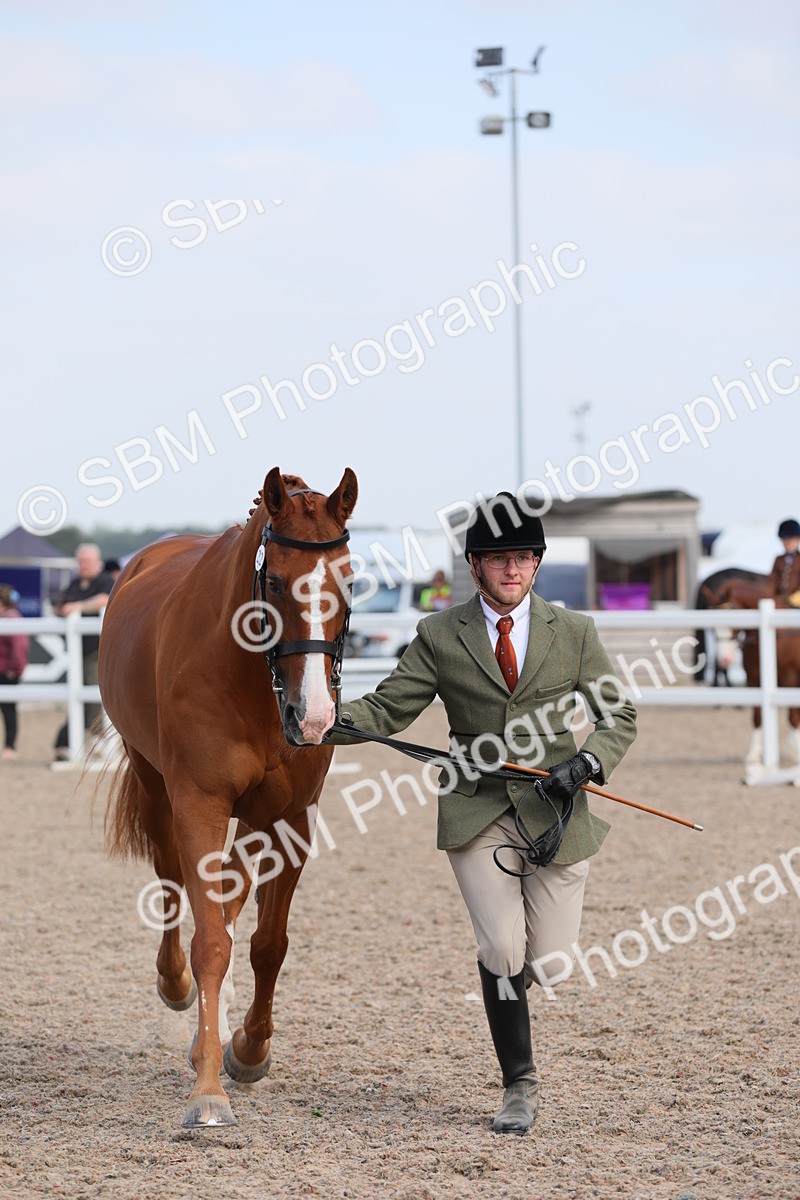 SBM_15806 - Class 312 IH Competition Horse/Pony