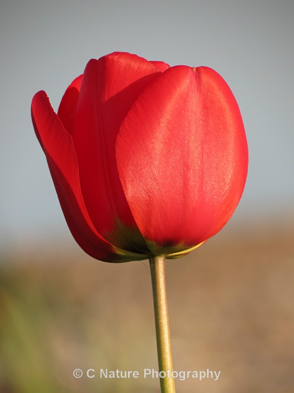 Tulip - Plants