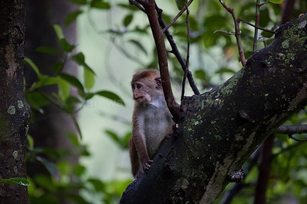 Macaque Monkey in Jungle in Ella Sri Lanka 3 - Sri Lanka wildlife, people & places