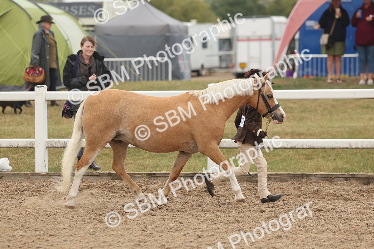SBM_00536 - Class 13 Young Handler