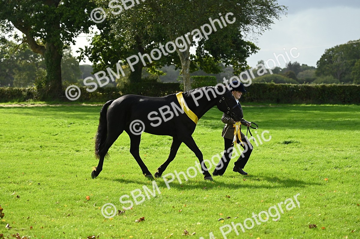 SBM_25076 - S5 - Novice & Newcomer In hand