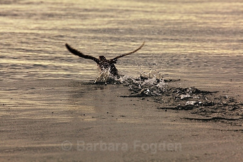 Puffin 3141 - Wildlife