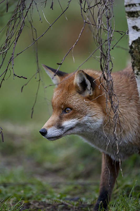 RED FOX REF RF2/8 - RED FOX PORTFOLIO No 2