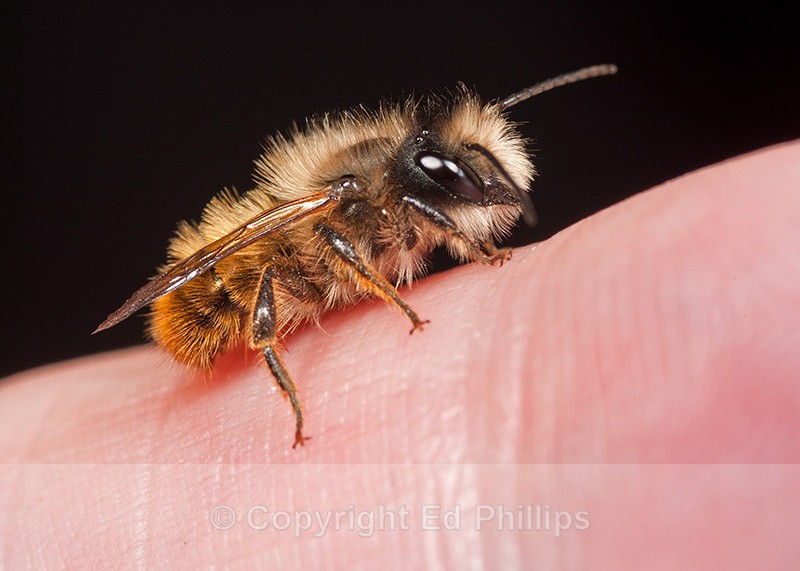 Osmia bicornis (m) - Osmia bicornis (rufa)