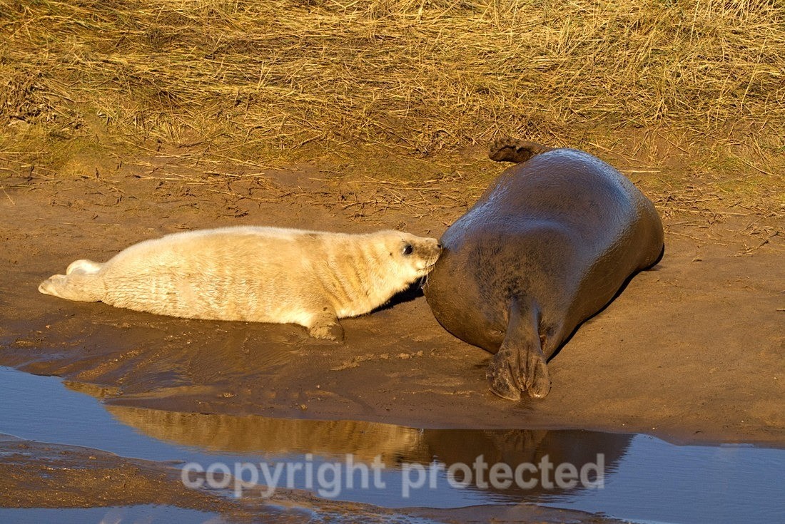 Grey Seal Pup - Lincolnshire - Mammals