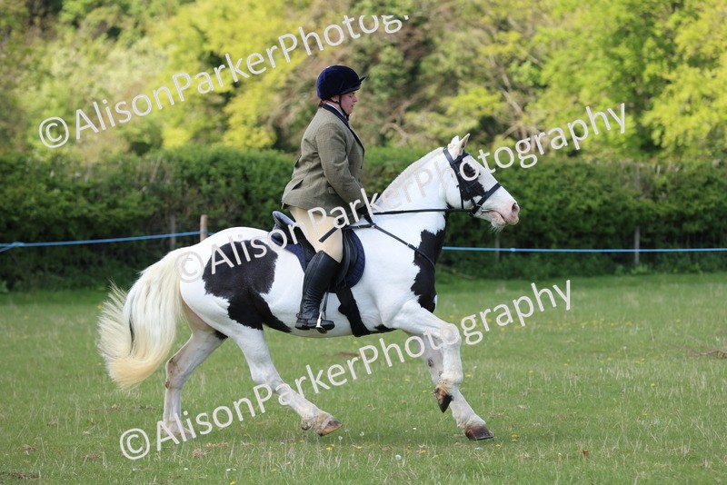20250427-2656 - Class 20 - Working Hunter Ponies