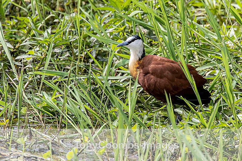 African Jacana - The Gambia