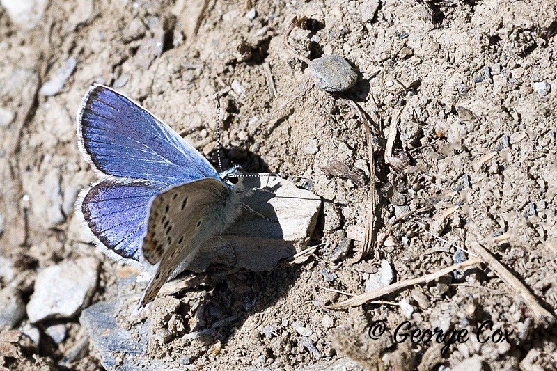 eschers blue pyrenees
