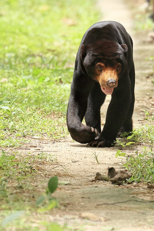 Sun Bear walking on trail, Cambodia - Sun Bear