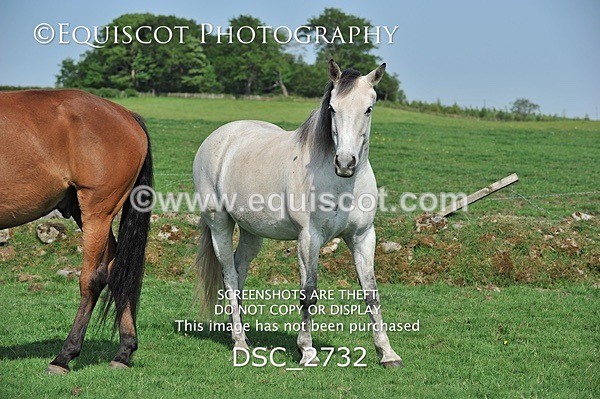 DSC_2732 - ARCHIVE REQUEST - Quincy and Guinness