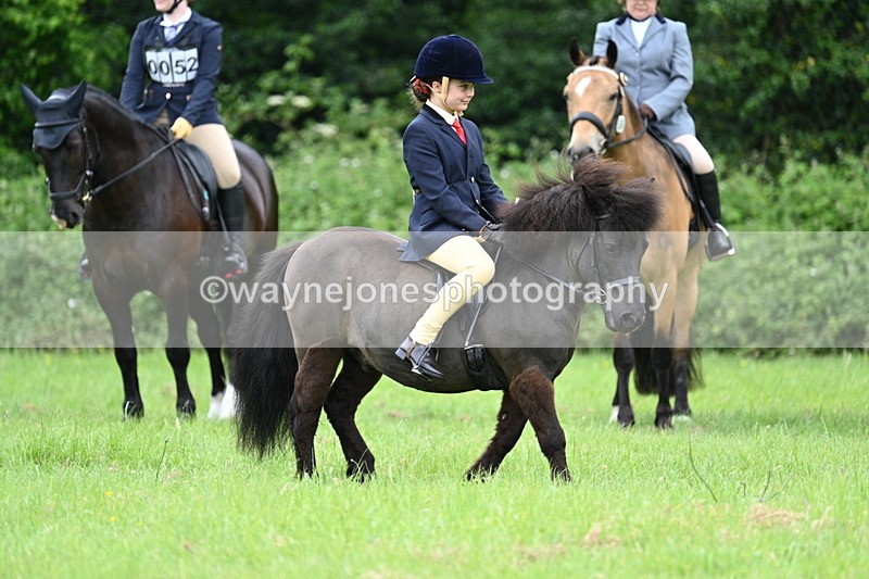 WJ7_3952 - Class 14A Handsome Gelding