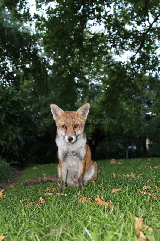 Urban Fox_Bristol_0245 - Urban Foxes, Bristol, Great Britain