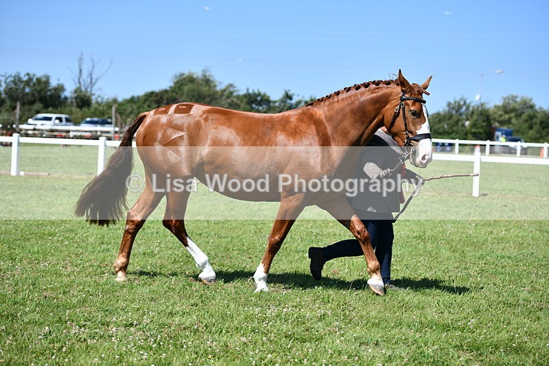 DSC_6864 - Class 57: Hunter/Riding Horse/Hack 1, 2 & 3 yr olds