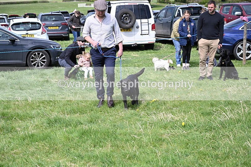 WJ6_9003 - Class 8 Best Working / Gun Dog or Bitch