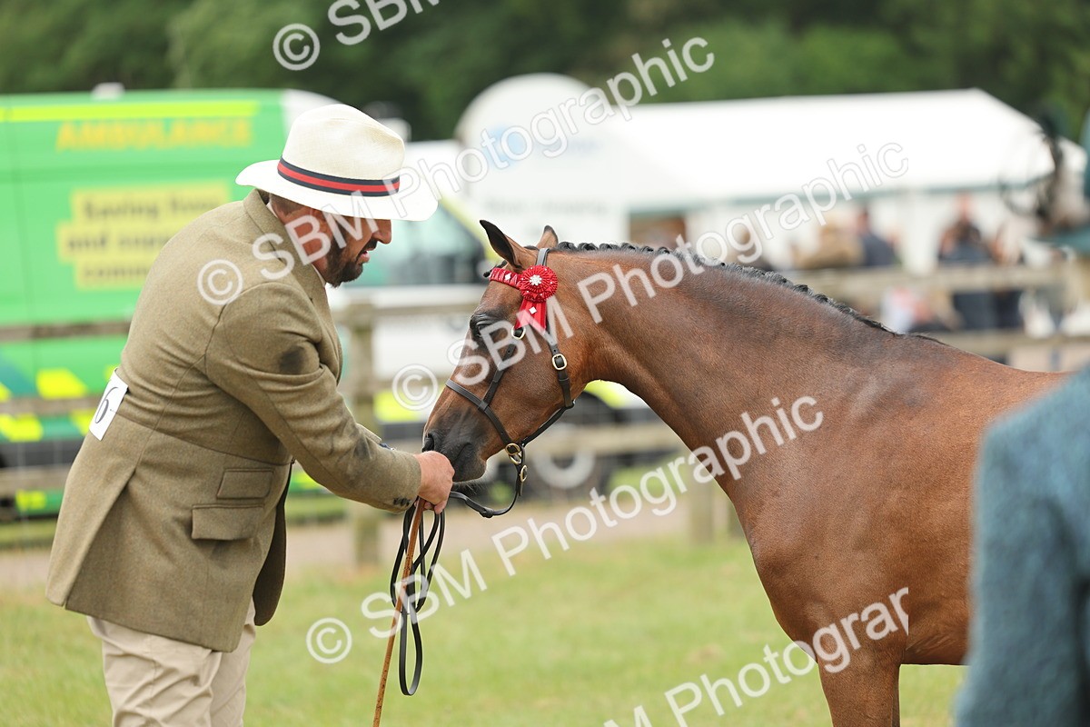 SBM_05407 - Class 68-73 - Riding Pony Breeding