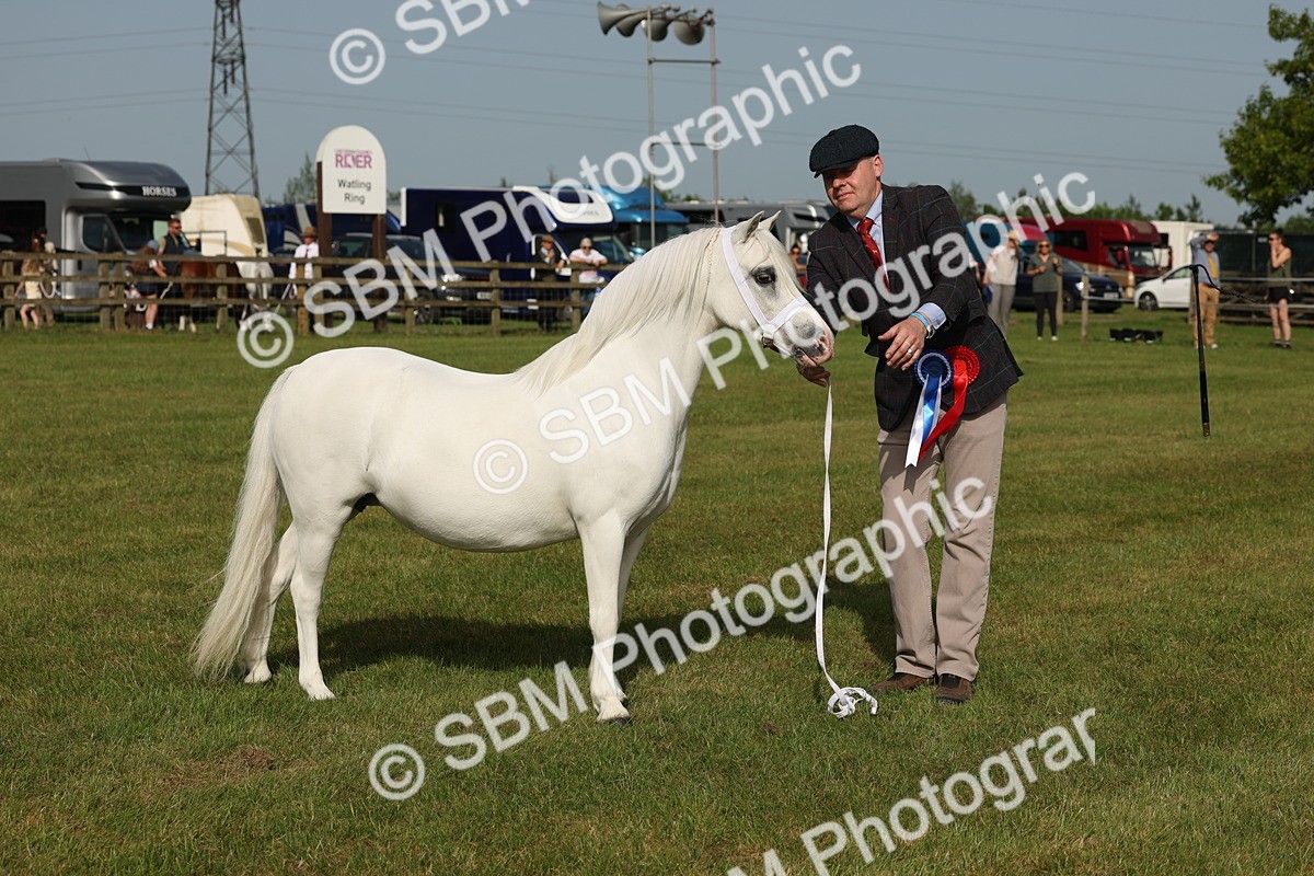 SBM_00661 - Class 6-13 - Mountatin and Moorland In Hand Welsh Breeds
