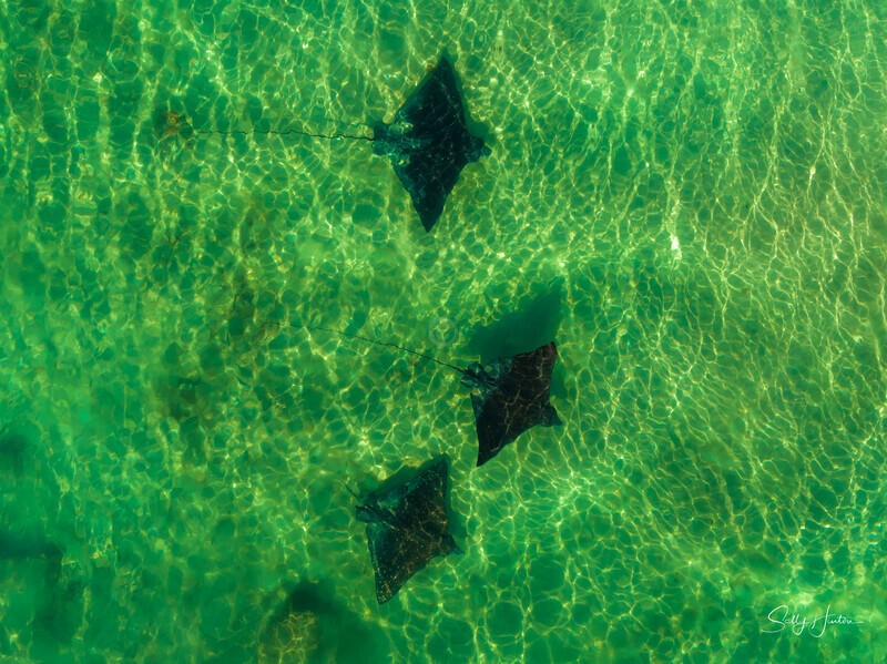 Spotted Eagle Rays 1 - Marine Wildlife