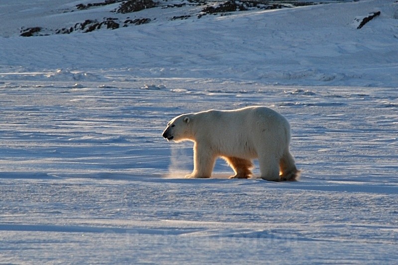 Polarbear 0099 - Wildlife
