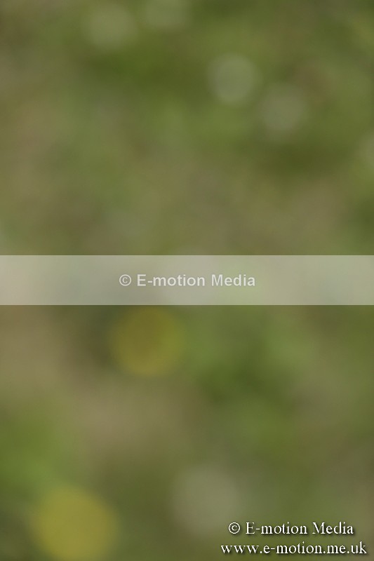 BVR160717-597 - Class 1 & 23a Dressage 16/07/17