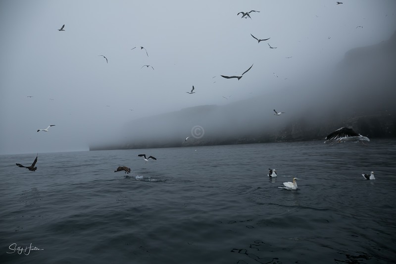 Gannet Cliffs 3