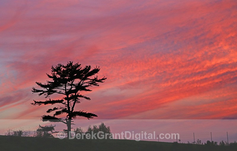 Lone Pine - Sunset/Moonrise