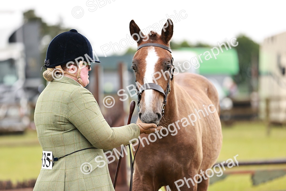 SBM_00679 - Class 26-30 Sport Horse In Hand