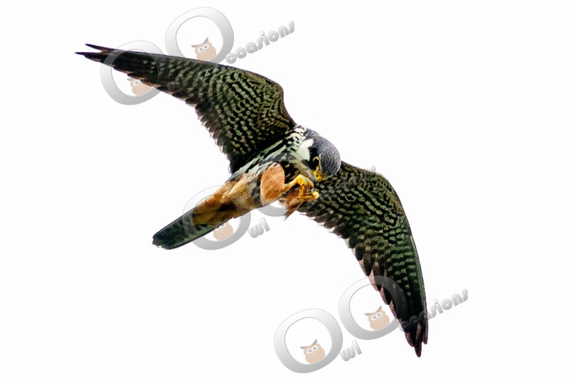 hobby falco subbuteo 5020 - BoP from around the world