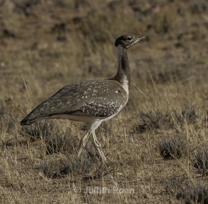 Ludwig's Bustard - Namibia 2022