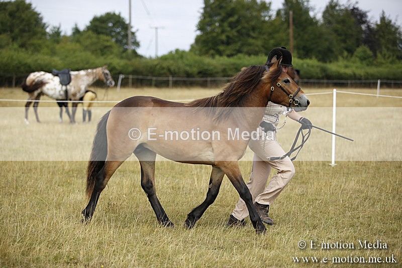 _C7A9600 - BVRC Sow 2018 Ring 2