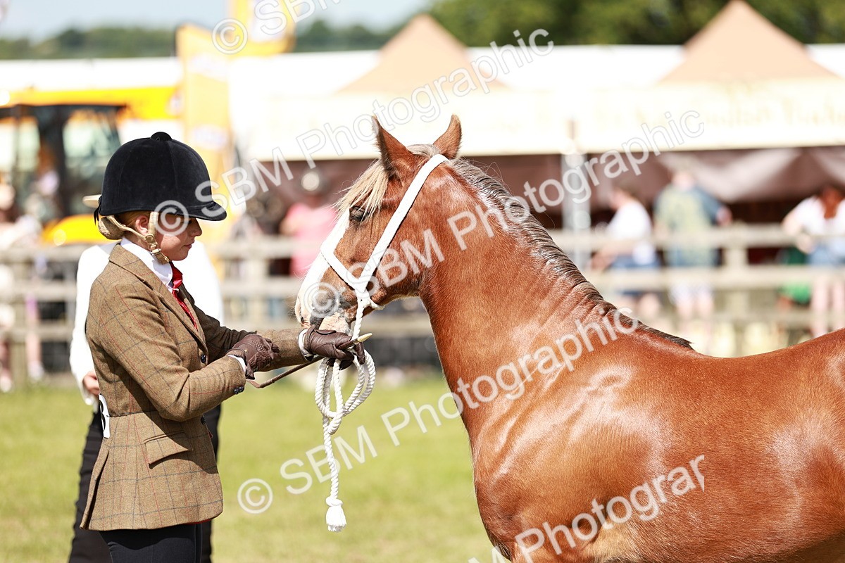 SBM_08631 - Class 63-65 - Traditional Gypsy Cobs In Hand & Ridden