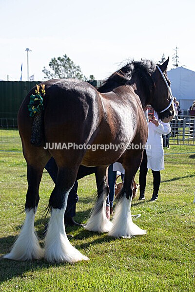 DSC_0040 - Ring 1