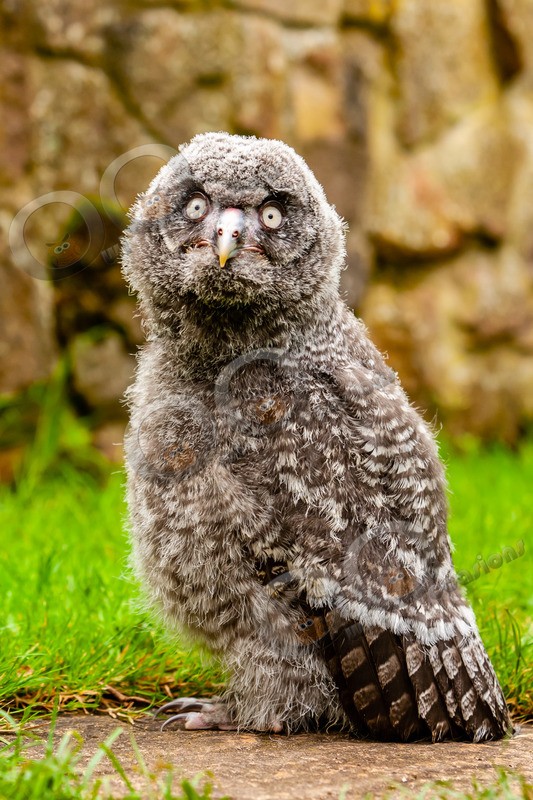 great grey owl stryx nebulosa-7260 - Owls of the World