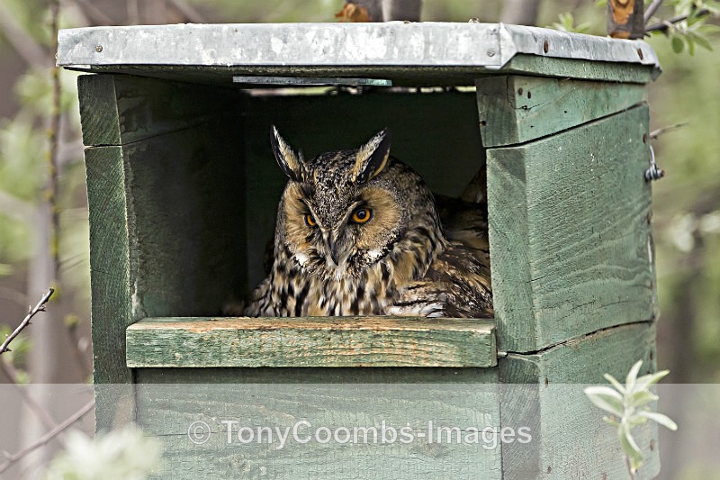 Long-eared Owl - Well Hide & Falcon Tower Hide