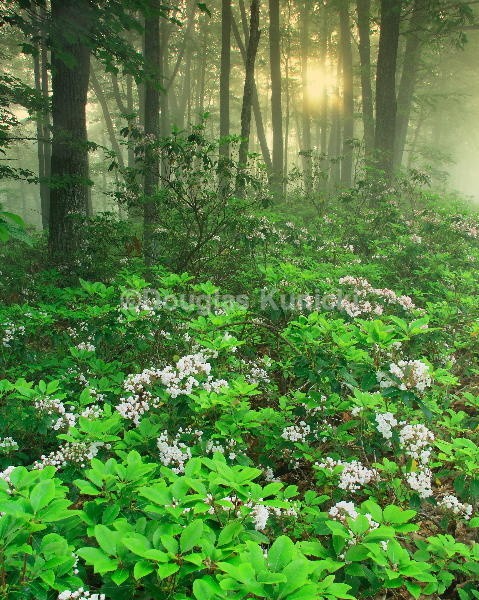  - Allegheny National Forest