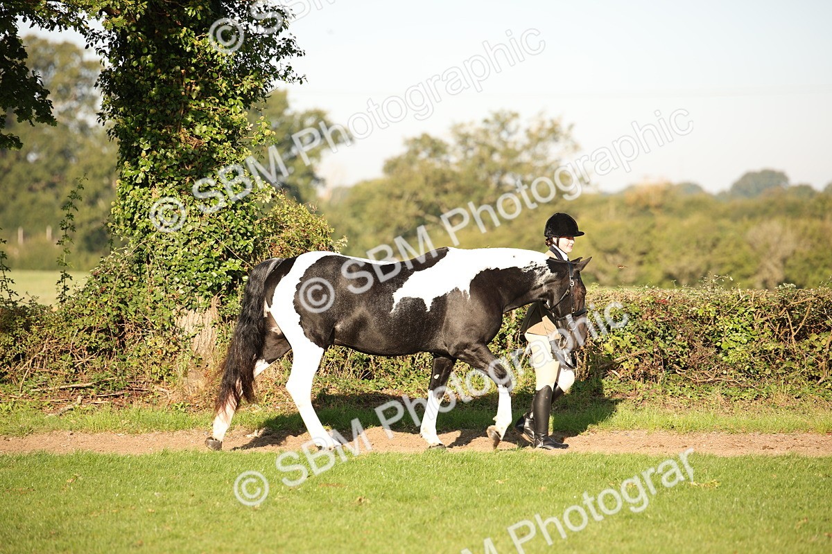 SBM_58645 - S51 - Piebald & Skewbald Horse In Hand
